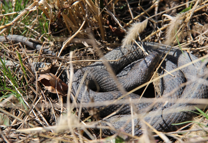 Northern Water Snake